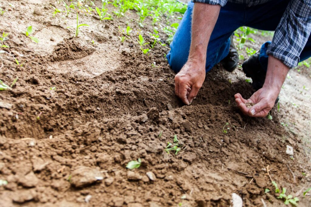 how to plant a garden for survival