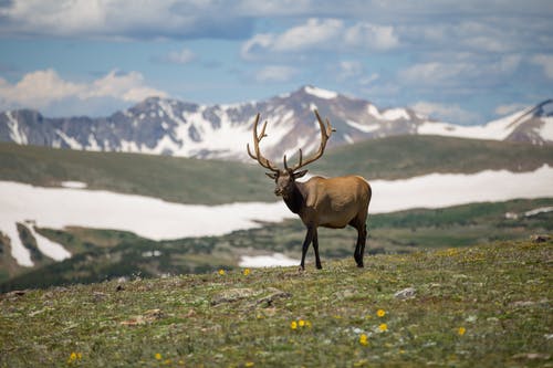 trail camera for elk hunting